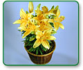 Potted Asiatic Lily
